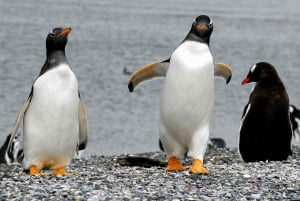 Ushuaia: Beagle Channel Boat Tour and Penguin Experience