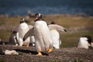 Ushuaia: Beagle Channel Boat Tour and Penguin Experience