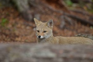 Ushuaia Explorer: 4-дневное приключение на краю света