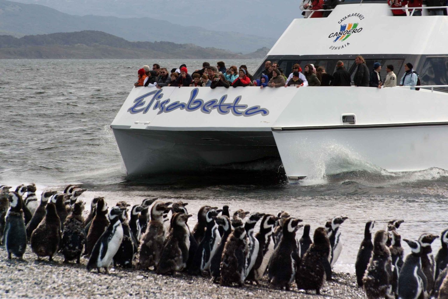 Ushuaia: Penguin Watching Tour by Catamaran