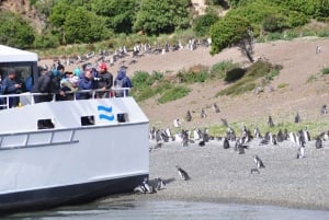 Ushuaia: Penguin Watching Tour by Catamaran