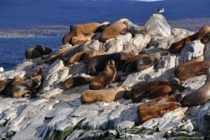 Ushuaia: Penguin Watching Tour by Catamaran