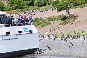 Ushuaia: Sejl i Beagle-kanalen til pingvinkolonien