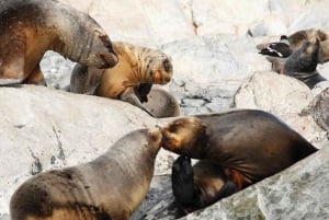 Ushuaia: Sailing Beagle Channel to the Penguin Colony