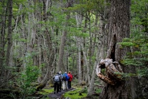 Ushuaia: Tierra del Fuego National Park Tour with Lunch