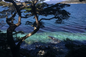 Ushuaia: Tour del Parco Nazionale della Terra del Fuoco con pranzo