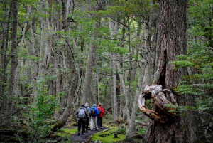 Ushuaia: Tour del Parco Nazionale della Terra del Fuoco con pranzo