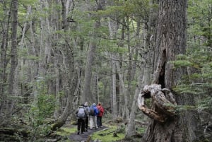 Ushuaia: Trekking i spływ kajakowy po Ziemi Ognistej