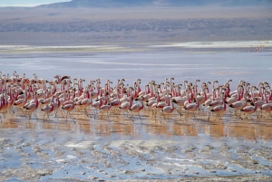 Uyuni Salt Flats - 3 dage / 2 nætter - engelsktalende guide