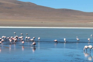 Uyuni zoutvlakten (4 dagen)