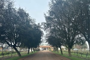 Valparaiso & Casablanca | Städtetour & Weinprobe