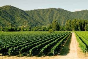 Valparaiso: Casablanca Valley Wine Tour with 5 Wineries