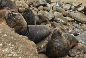 Valparaíso: City Highlights Tour with Viña del Mar
