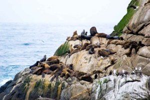 Вальпараисо: Полнодневная частная экскурсия с поездкой на фуникулере