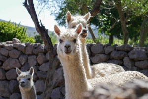 Port Valparaiso i Viña del Mar, degustacja wina w Casablance