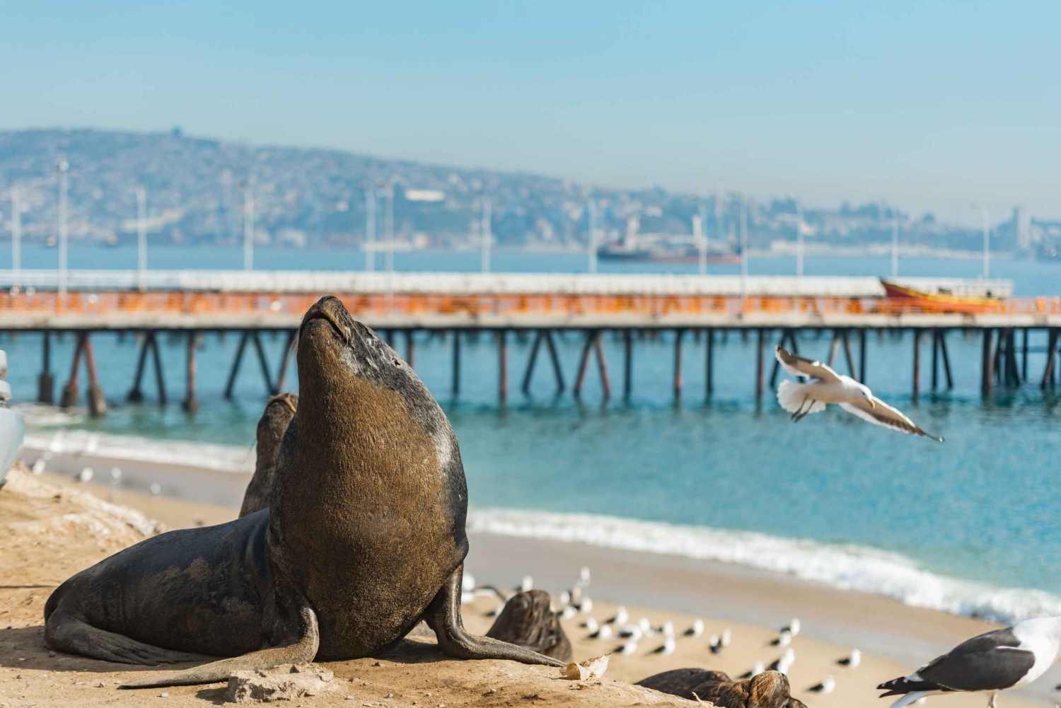 Valparaíso i Viña del Mar: odkrywaj, odkrywaj i żegluj