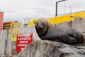 Valparaíso i Viña del Mar: odkrywaj, odkrywaj i żegluj