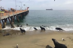 Valparaiso, Viña del Mar, Winery, Sea Lions & Boat Ride