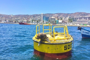 Valparaiso, Viña del Mar, Winery, Sea Lions & Boat Ride