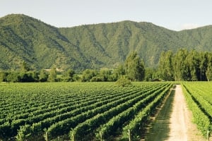 Veramonte Organic Vineyards