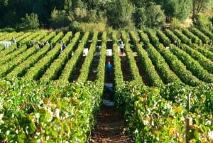 Visita a la Bodega VIK con Cata de Vinos y Almuerzo desde Santiago