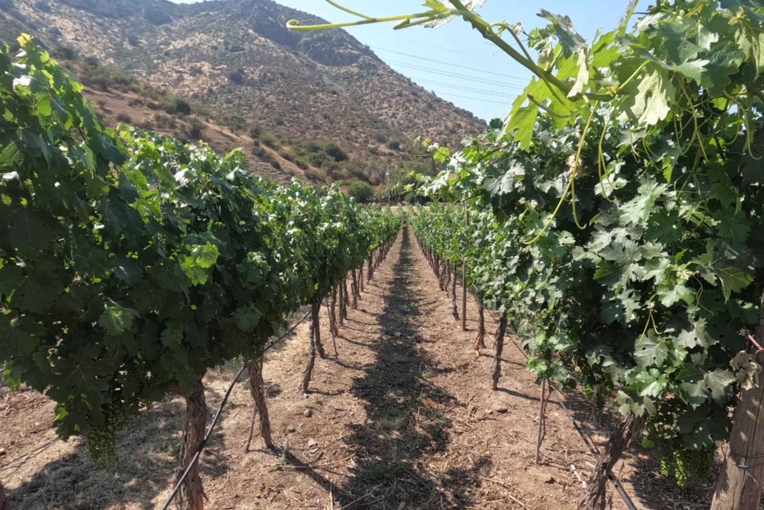 Viña Besoain: Private Tour with Premium Wine Tasting