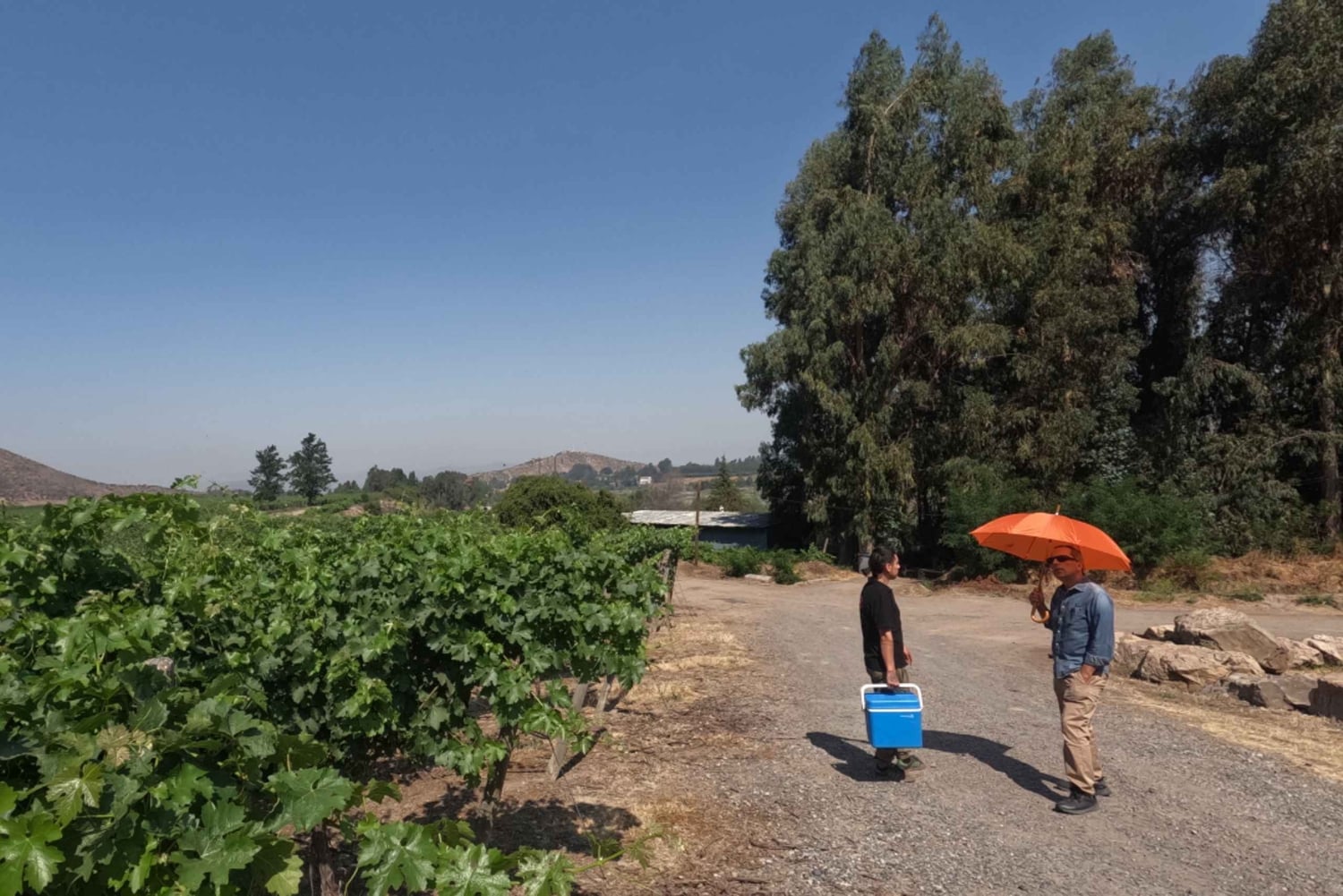 Viña Besoain: Private Tour with Premium Wine Tasting