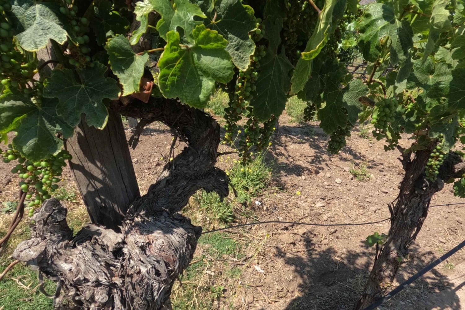 Viña Besoain: Private Tour with Premium Wine Tasting