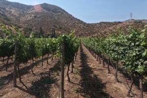 Viña Besoain: Private Tour with Premium Wine Tasting