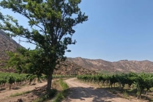 Viña Besoain: Private Tour with Premium Wine Tasting