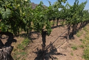 Viña Besoain: Private Tour with Premium Wine Tasting