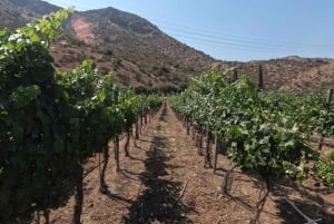 Viña Besoain: Private Tour with Premium Wine Tasting