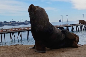 Viña del Mar + Valparaíso