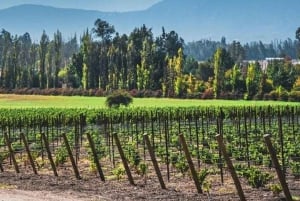 Private Weintour Viña Haras de Pirque Maipo-Tal