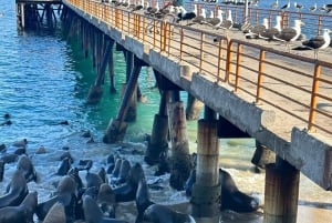 Vineyard, Valparaiso, Horseback Riding, Sea L & BBQ Day Trip