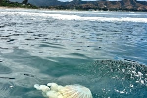 Vineyard, Valparaiso, Horseback Riding, Sea L & BBQ Day Trip