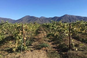 Vineyard, Valparaiso, Horseback Riding, Sea L & BBQ Day Trip