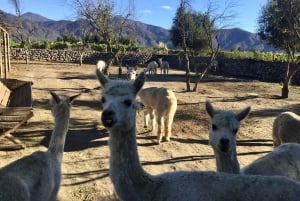 Vineyard, Valparaiso, Horseback Riding, Sea L & BBQ Day Trip