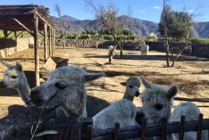 Vineyard, Valparaiso, Horseback Riding, Sea L & BBQ Day Trip