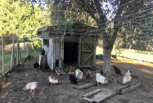 Vineyard, Valparaiso, Horseback Riding, Sea L & BBQ Day Trip