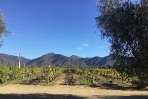 Vineyard, Valparaiso, Horseback Riding, Sea L & BBQ Day Trip