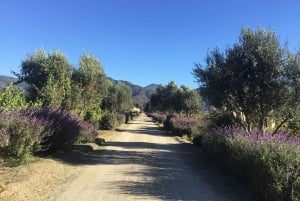 Vineyard, Valparaiso, Horseback Riding, Sea L & BBQ Day Trip