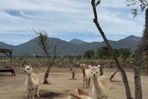 Vineyard, Valparaiso, Horseback Riding, Sea L & BBQ Day Trip