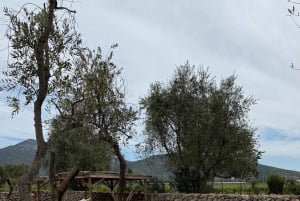 Vineyard, Valparaiso, Horseback Riding, Sea L & BBQ Day Trip