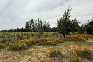 Vineyard, Valparaiso, Horseback Riding, Sea L & BBQ Day Trip