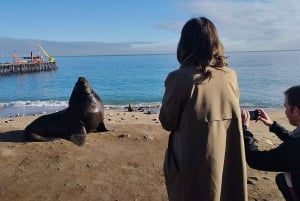 Viñedo, Valparaíso, paseo a caballo, mar y barbacoa (excursión de 1 día)