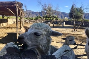 Viñedo, Valparaíso, paseo a caballo, mar y barbacoa (excursión de 1 día)