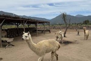 Viñedo, Valparaíso, paseo a caballo, mar y barbacoa (excursión de 1 día)