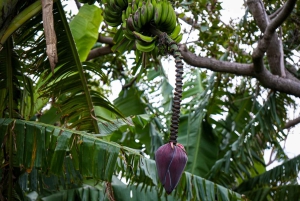 Refugios Volcánicos: Excursión a la Civilización Subterránea