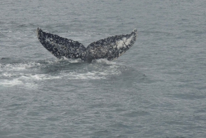 Whales, Penguins & Glaciers Navigation From Punta Arenas